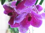 15430 Purple orchide.jpg